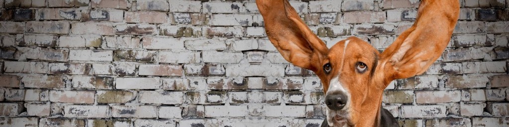 Basset Hound with ears up in front of a brick wall